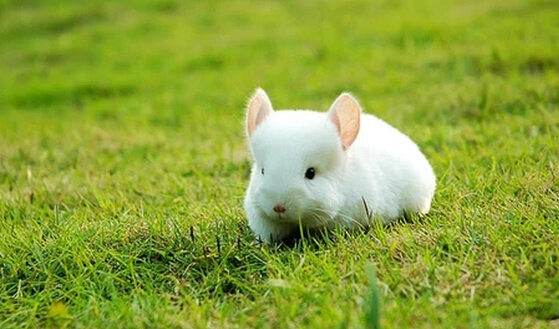 龙猫欢乐世界,龙猫的世界地址