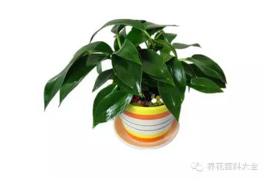 金钻四季浇水,四季开花大叶红金钻