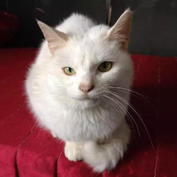 「3月上海领养」给流浪的它们一个温暖的家！