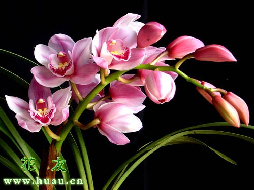 兰花蕙兰常见的几种瓣型,蕙兰花色的鉴别