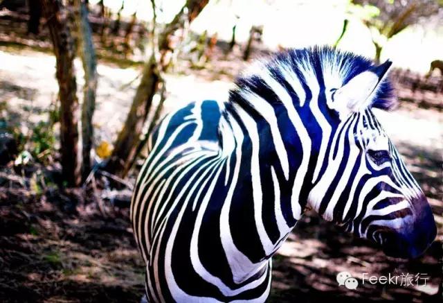 这个与马尔代夫隔海相望的火山岛国，免签人少，还可以玩遍海陆空