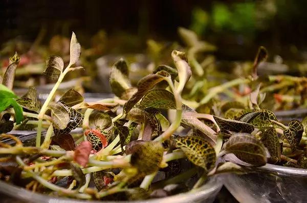 厦门海鲜姿造优惠,厦门悦鼎会海鲜自助