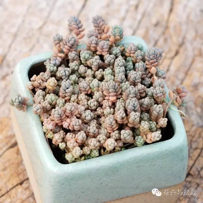 旋叶姬星美人大盆,姬星美人多肉