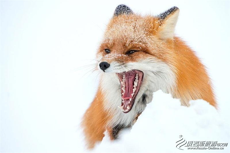 采矿工程师视频,采矿工程师拍摄的狐狸