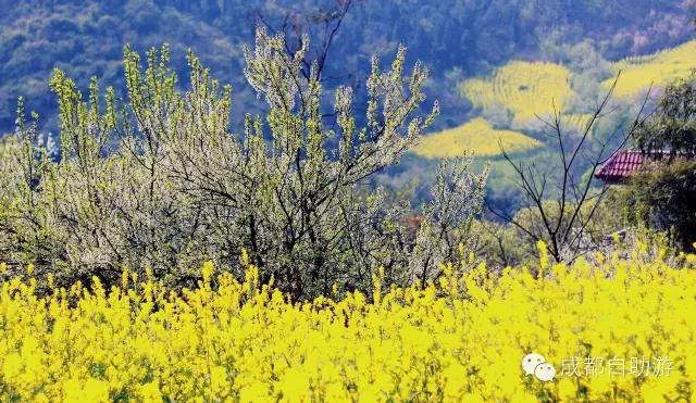 2022成都周边赏花,成都周边游赏花最佳景点