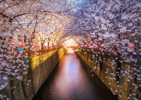 旅游景点樱花谷攻略,赏樱攻略和景点推荐