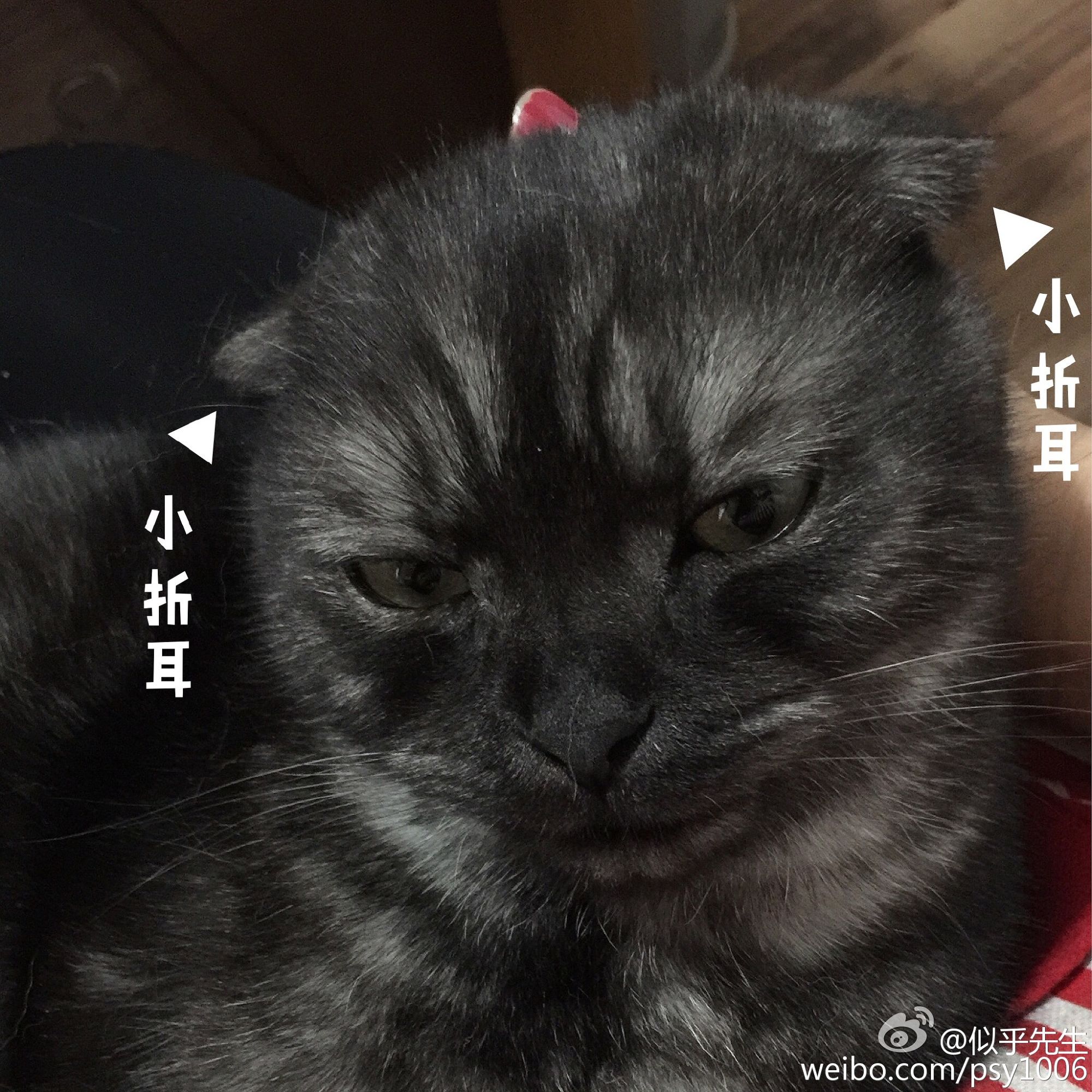 鎶樿姳鏈垫姌铦磋澏,鎶樿姳