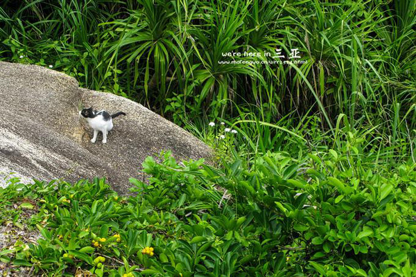 三亚五天四晚旅行团爱上海岛,三亚3天两晚够不够