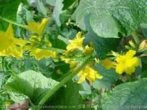 黄瓜用小苏打加红糖能防治病害,亮盾与阿米西达防治黄瓜病害