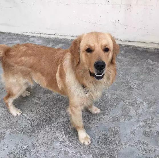 「3月上海领养」给流浪的它们一个温暖的家！