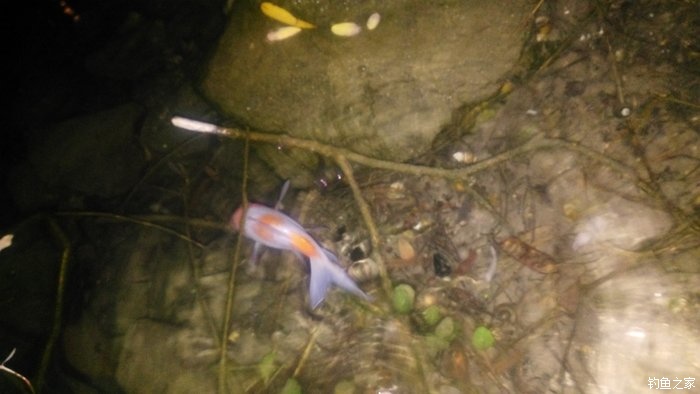 锦鲤迎春鱼跃龙门,锦鲤观赏鱼鸿运当头