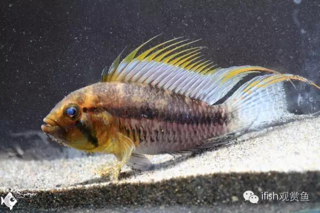 鱼可爱卡通画,鱼卡通可爱