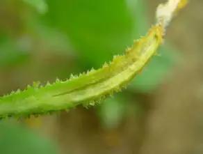 黄瓜用小苏打加红糖能防治病害,亮盾与阿米西达防治黄瓜病害