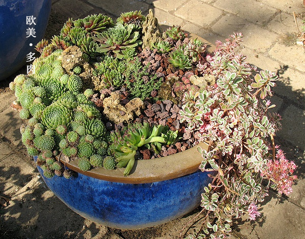 多肉张狂起来,狂野型多肉