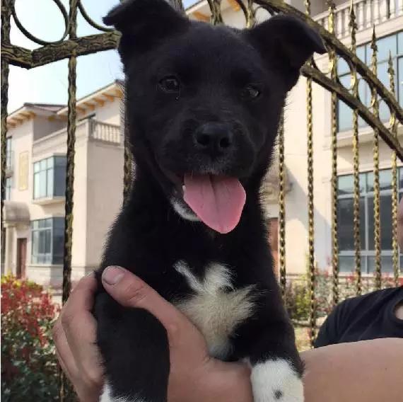 上海市领养流浪动物的地方在哪里,上海市领养小猫的地方