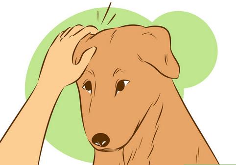 如何让陌生的狗狗喜欢自己,如何让刚到家的狗狗和自己亲近