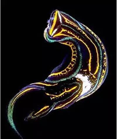 海兔教程,海兔生物图鉴