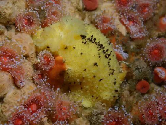 海兔教程,海兔生物图鉴