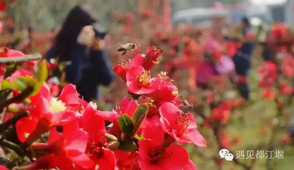 都江堰美景快乐之旅,都江堰特色旅游线路推荐