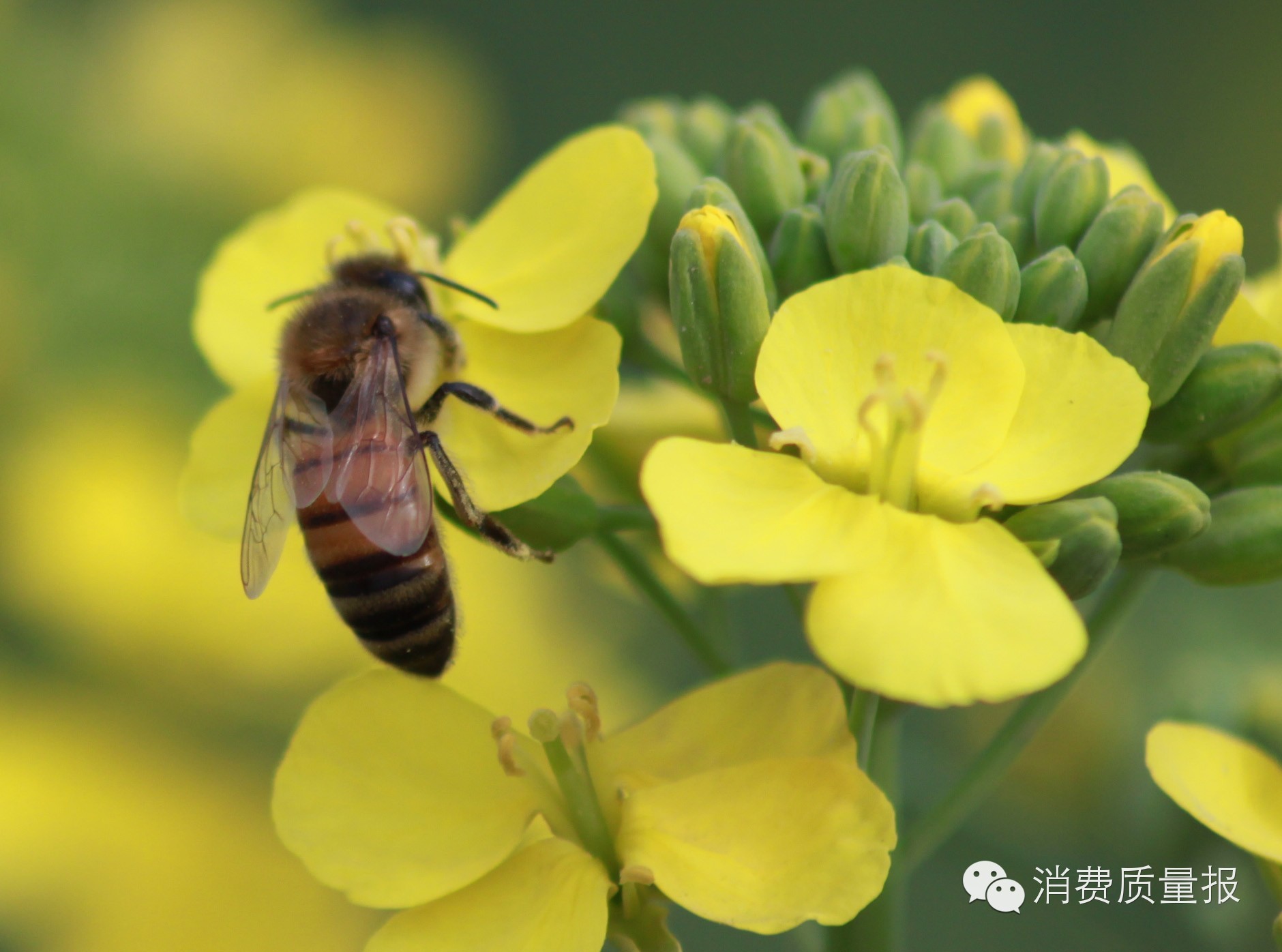 315真相/“洋蜂蜜”有毒?