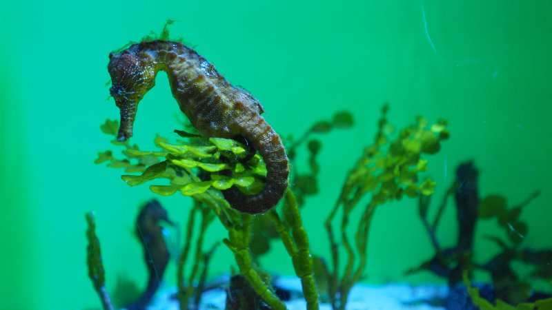 奥林巴斯相机镜头参数,奥林巴斯penf实拍样张