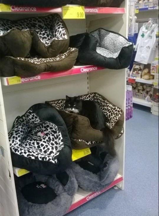 顾客问一句这猫也是特价活动买一送一商店店主的反应亮了