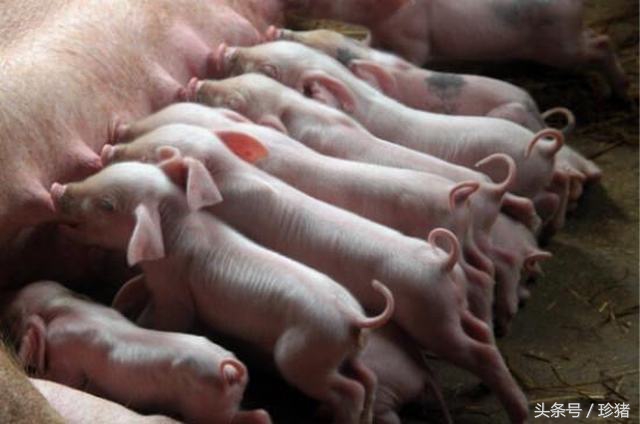 母猪头胎难产掏了还能用吗,为什么母猪头胎配杜洛克容易难产