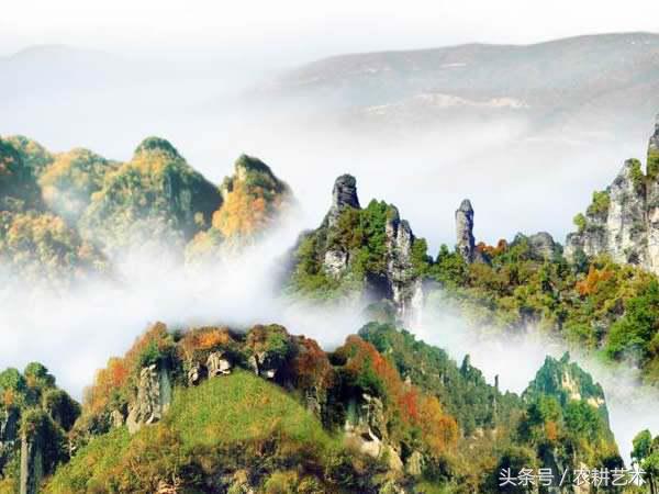 蓝花接骨草主治筋骨疼痛，风湿麻木，半身不遂，跌打损伤