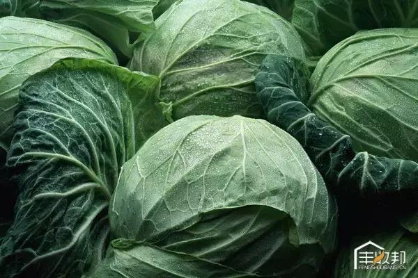 种植白菜心怎么管理,防治白菜萝卜病虫害哪个药好