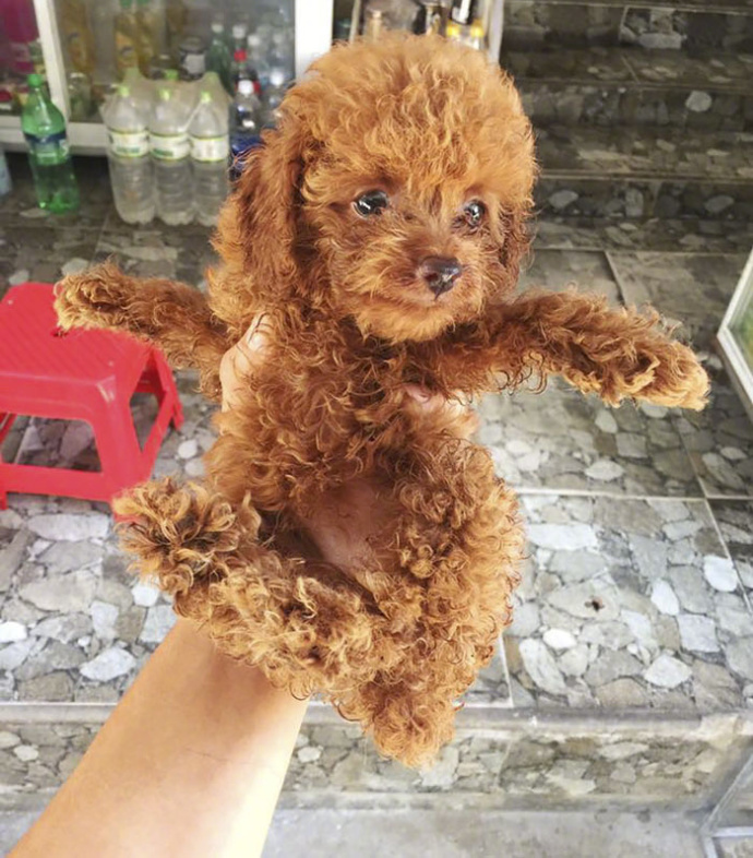 用旧帆布包自制狗狗背包,狗主人背包