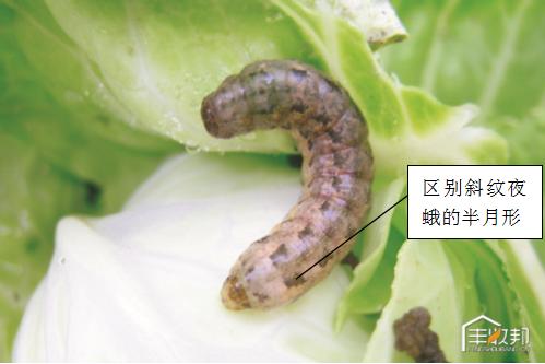 种植白菜心怎么管理,防治白菜萝卜病虫害哪个药好