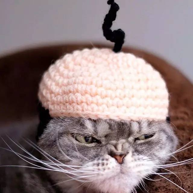 怎样亲近喵星人教你5个实用贴士,喵星人独门秘籍