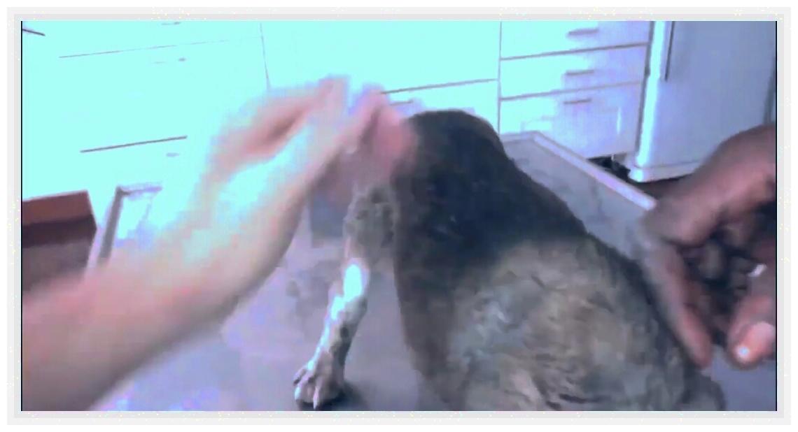 土狗被人虐待,土狗被虐待暴打街头