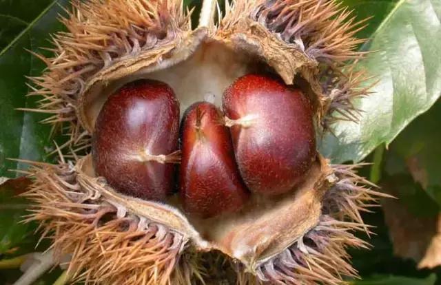 它被称为秋果之王好吃不贵还养生,它是水果中的维c之王