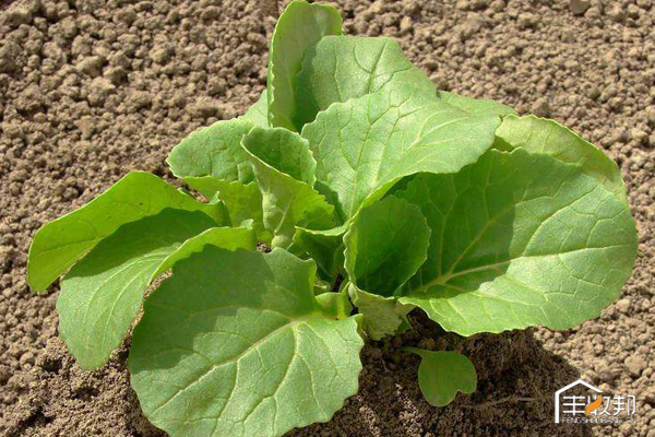 种植白菜心怎么管理,防治白菜萝卜病虫害哪个药好