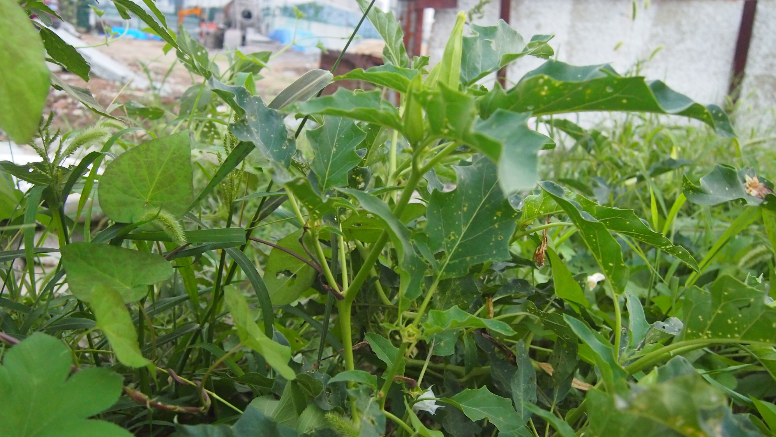 曼陀罗和白喇叭花,大花曼陀罗喇叭视频