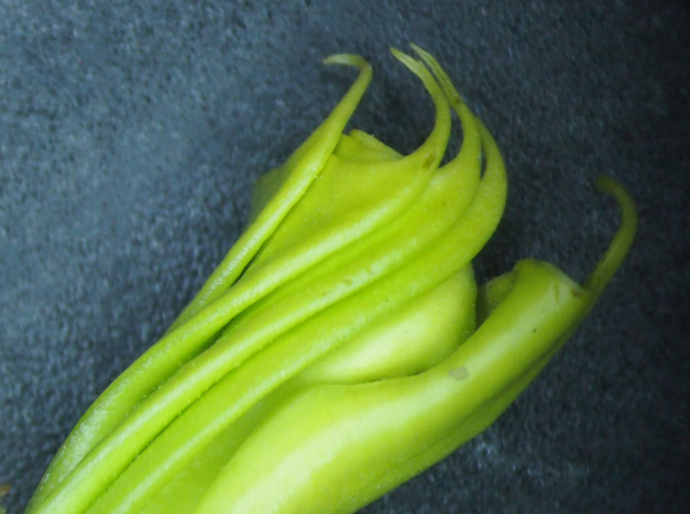 曼陀罗和白喇叭花,大花曼陀罗喇叭视频