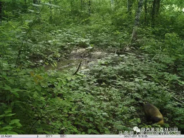 探秘黑河森林公园,黑河森林公园野生动物
