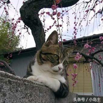 保证让你笑到肚子疼的视频,保证让你笑到死的视频