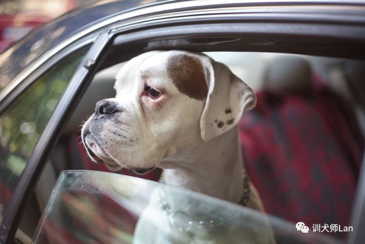 狗狗吃东西流好多口水是怎么回事,狗狗嘴巴流出黄色液体和很多口水