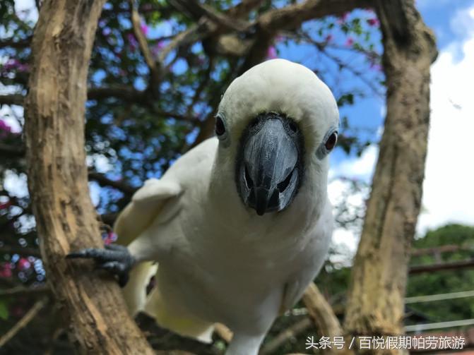 帕劳百悦旅行社,百悦旅游