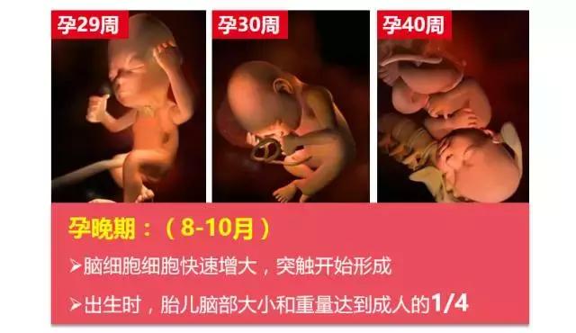 母婴店DHA怎么卖?看看这篇就够了