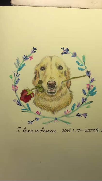 陪伴一年的金毛无缘无故去世，女孩用这样的方式“背”它一辈子！