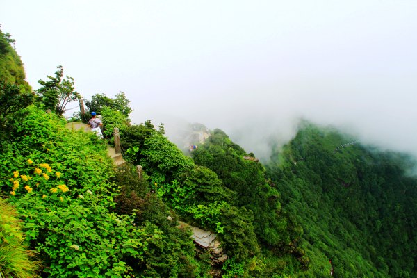 天天有人去山上采蘑菇,每天来观看的游客上万人