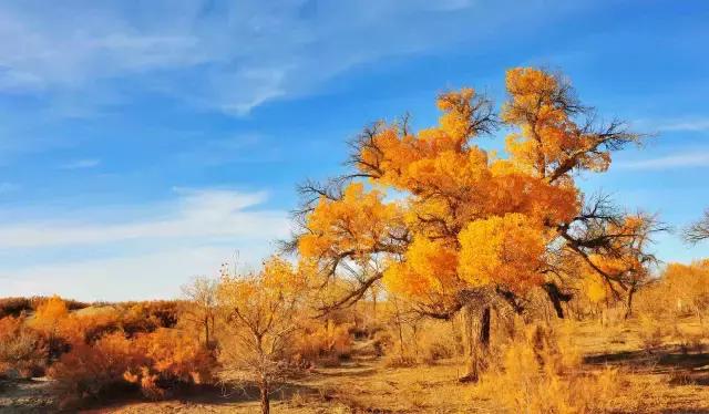 三千年的情缘，三千年的企盼只为这一季的金秋（附攻略）