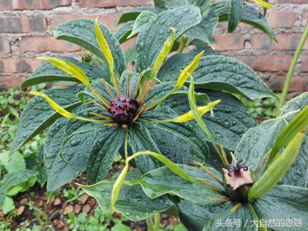 七叶一枝花有什么作用和功效,七叶一枝花