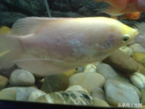 养的招财鱼死了怎么处理,招财鱼怎么避免烂身