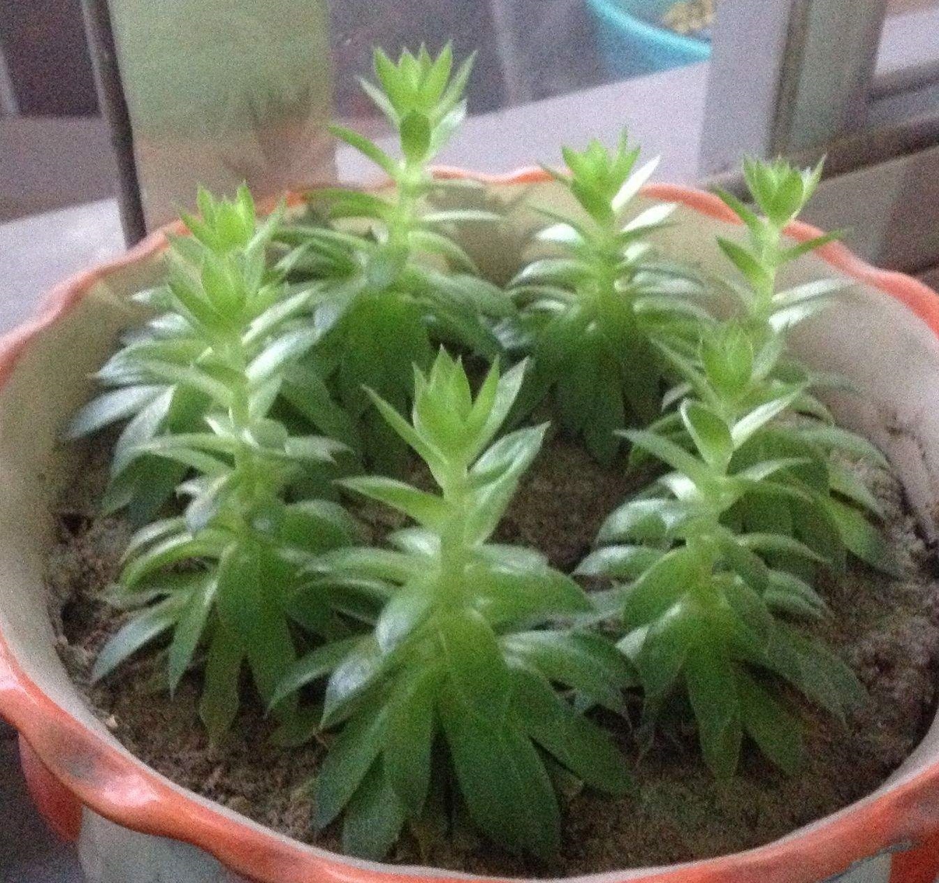 多肉观音莲简介,观音莲多肉大全