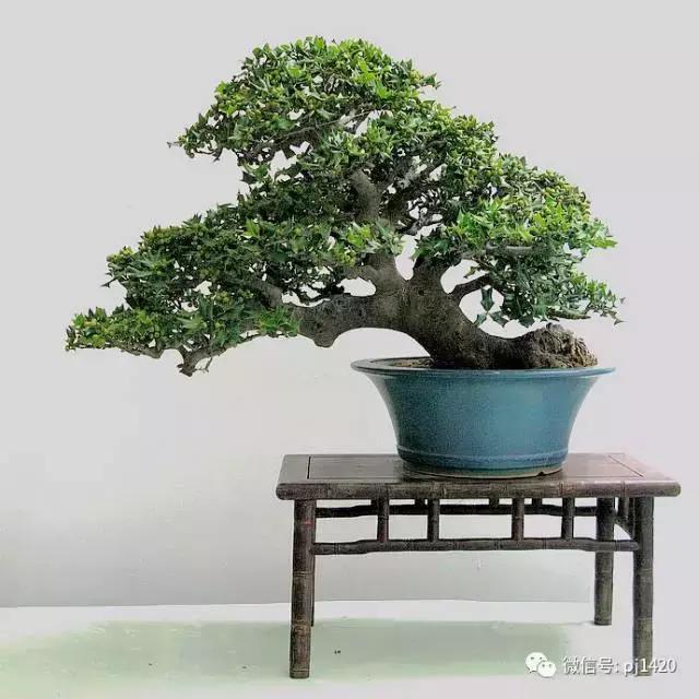 50种盆景树图片大全,50种盆景植物图片大全