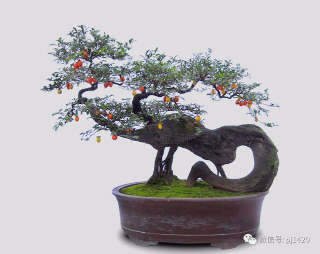 50种盆景树图片大全,50种盆景植物图片大全